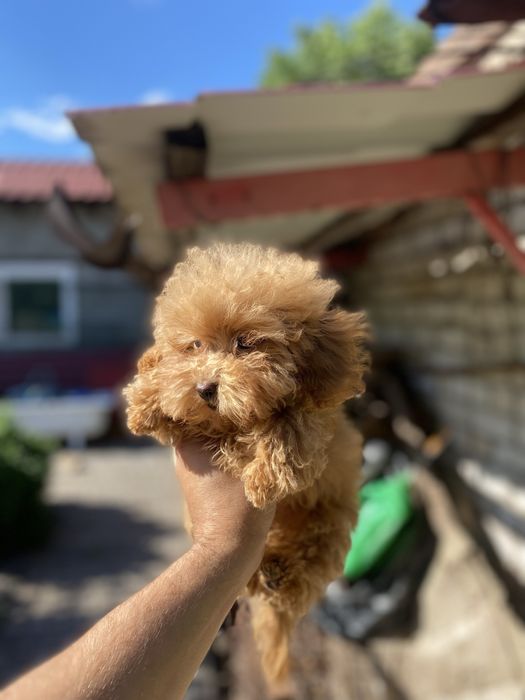 Цуценя мальтіпу хлопчина
