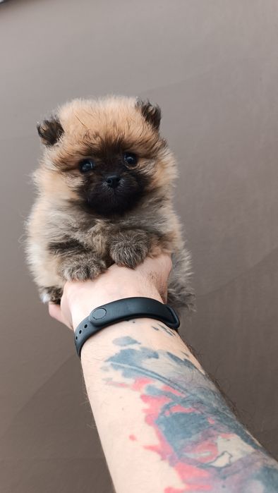 Померанський шпіц