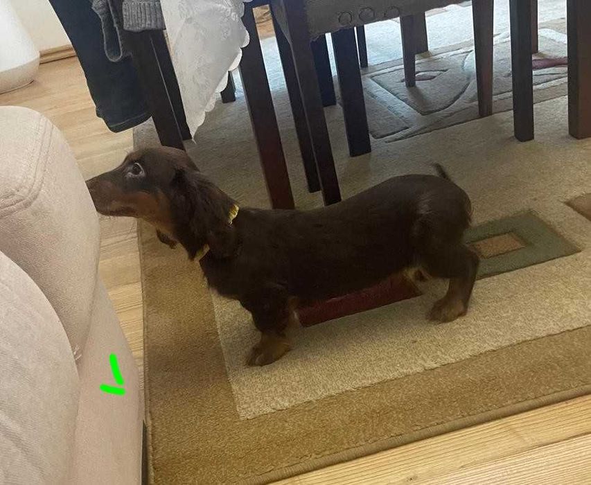 Jamnik długowłosy -merle -czekoladowy Piesek Paszport