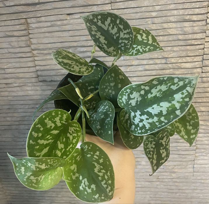 Сциндапсус Trebie/Pictus