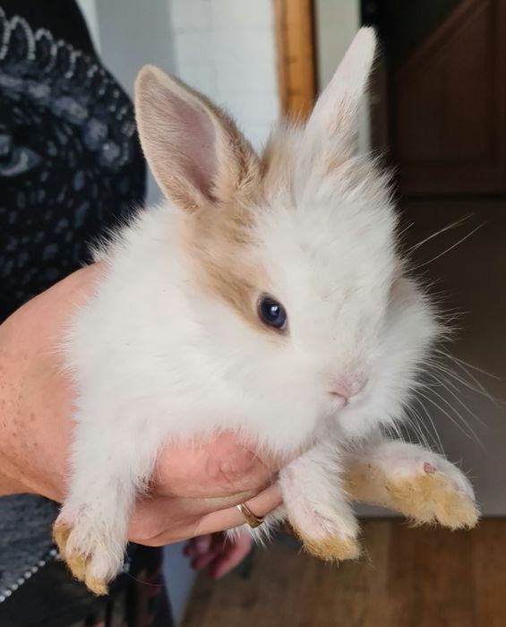 Królik,Króliczki,Króliki miniaturki,miniaturka