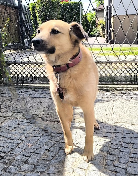 Pies suczka Kaja szuka domu