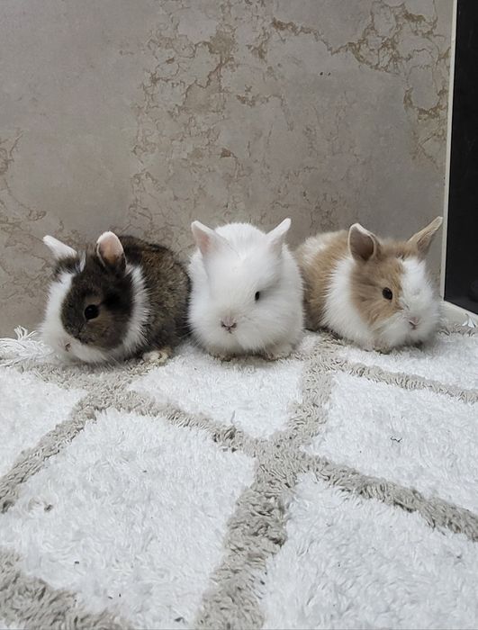 Króliczki karzełki