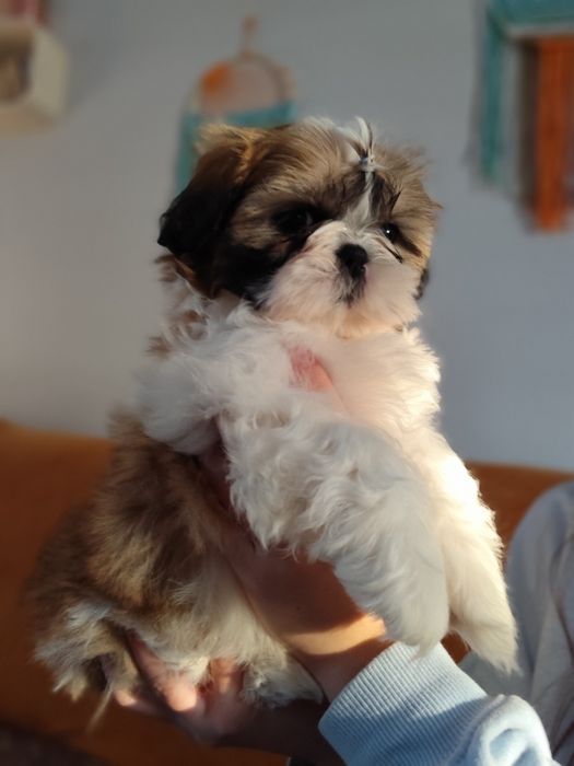 Shih tzu, szczeniaczki FCI, dziewczynki