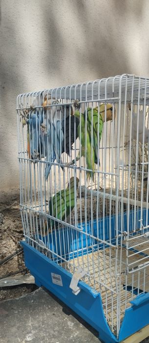 Agapornis roseicollis