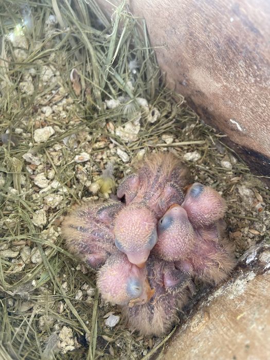 Agarponis personatus