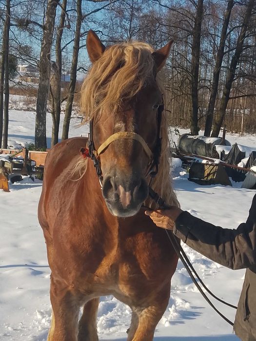 Sprzedam lub zamienię