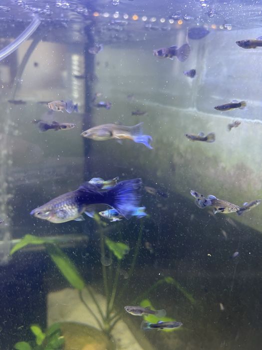 Guppy Blue Moscow (Casal)