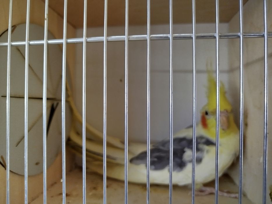 Papuga Nimfa samce samice