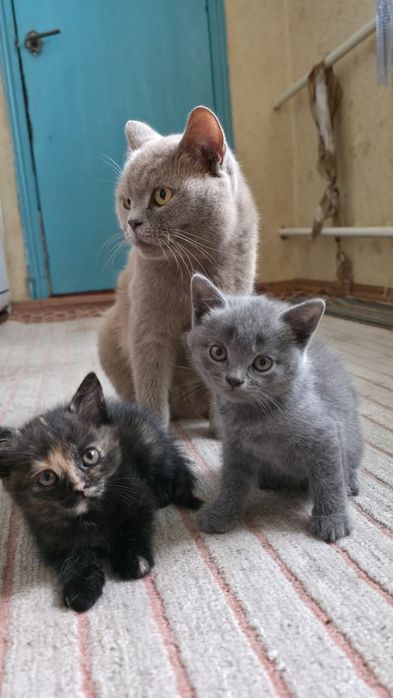 Кошенята Британці