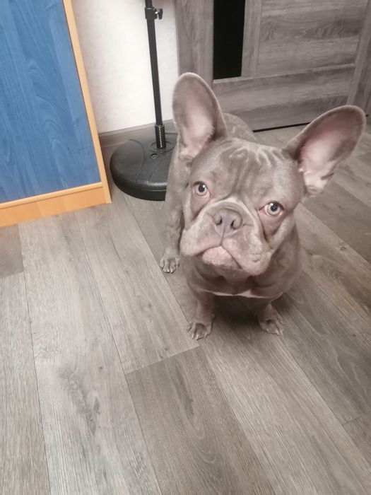 Французик ищет девочку