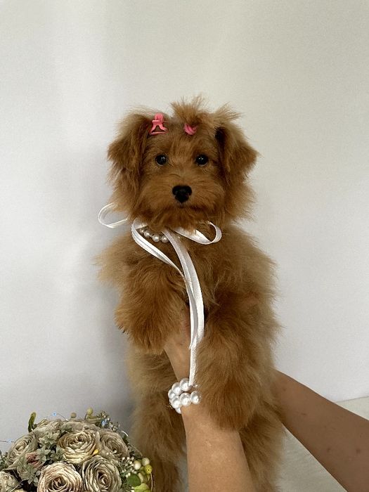 Помапу — Не зволікайте  таких залишилось лише 3!