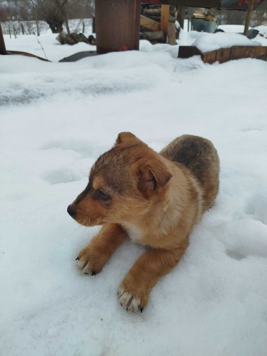 Цуценя в добрі руки