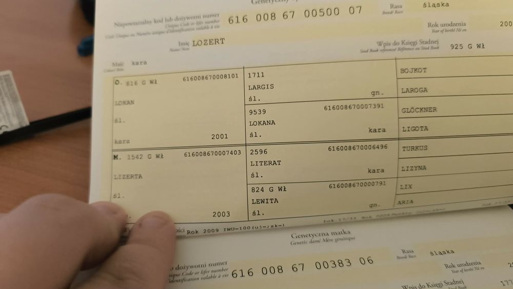 Wałach Śląski 5 lat