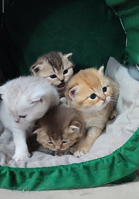 Британські кошенята