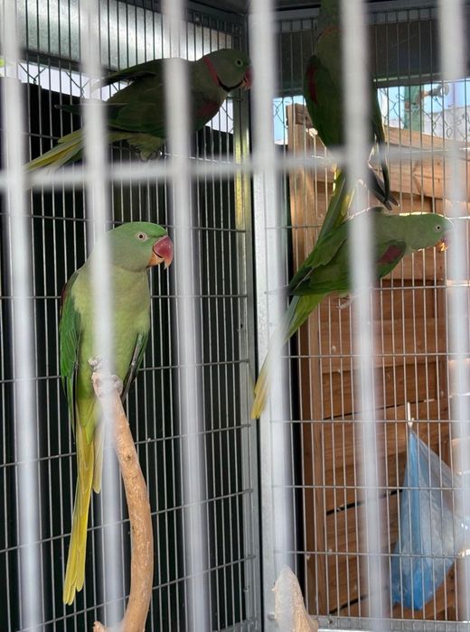 Aves Grandes Alexandrinos