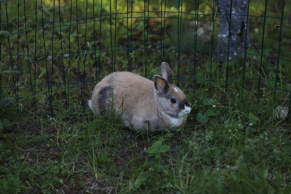Króliki do adopcji