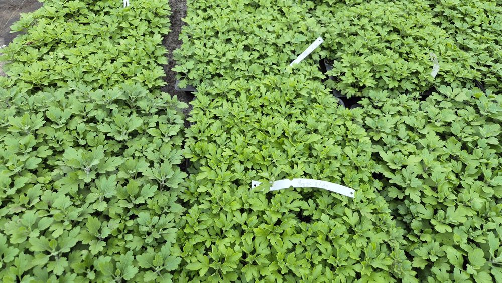 Хризонтема мультифлора- черенок