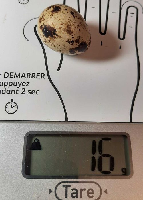 перепела техасскій бройлерний Інкубаційні яйця