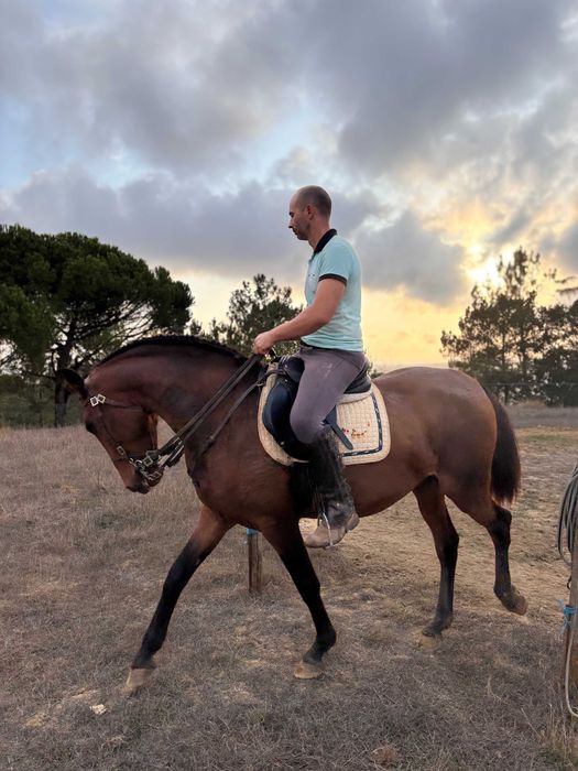 Cavalo lusitano com livro azul, castrado 5 anos montado