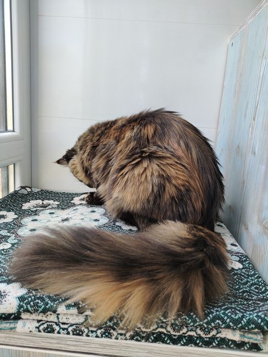 Черепаховая кошка Мейн Кун.