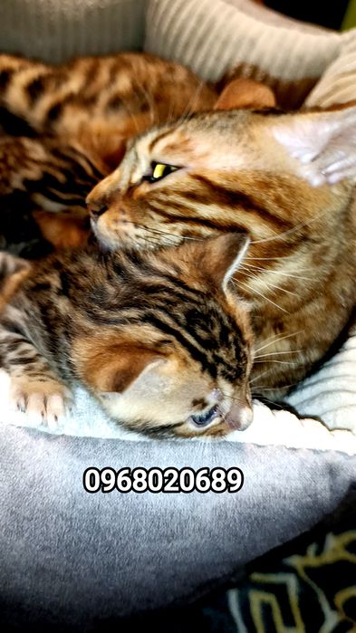 Бенгальські кошенята Ben N24 — маленькі леопардики для вашої родини