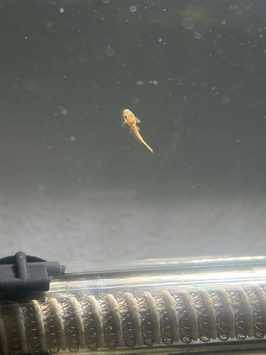 Peixes ancistrus albinos
