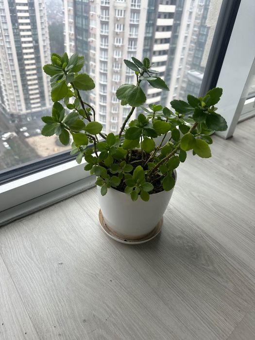 Каланхое кімнатна квітка 40 см