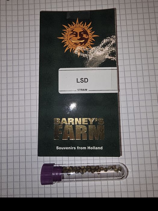 420 feminizowane nasiona Barney's Farm LSD