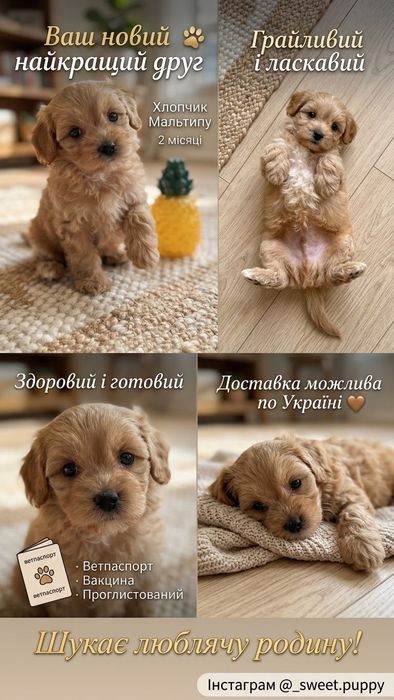 Хлопчик мальтіпу майже 2 місяці