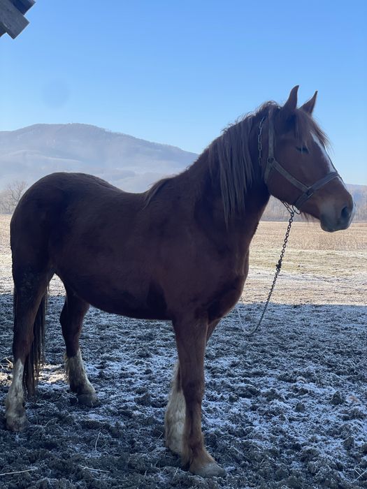 Продам кобилу