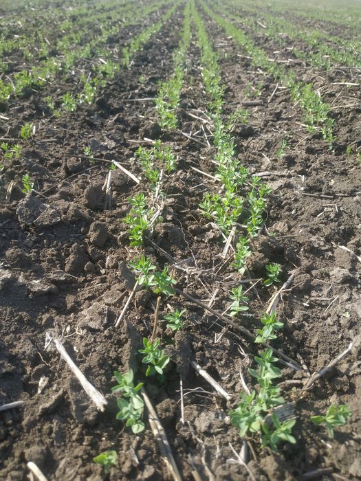 Ротаційна борона 7.6