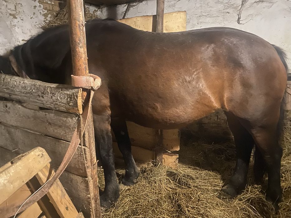 Продам робочу кобилу