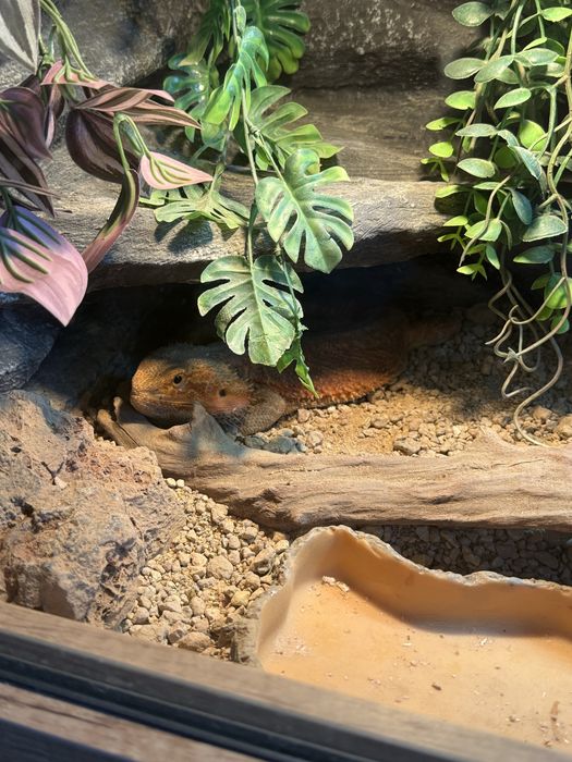 Agama brodata razem z terrarium
