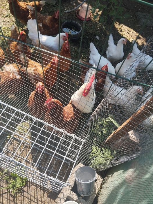 Яйце інкубаційне