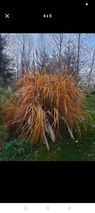 Miskant chiński trawy ozdobne sprzedam lub wymienię