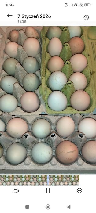 Kolorowe jaja legowe