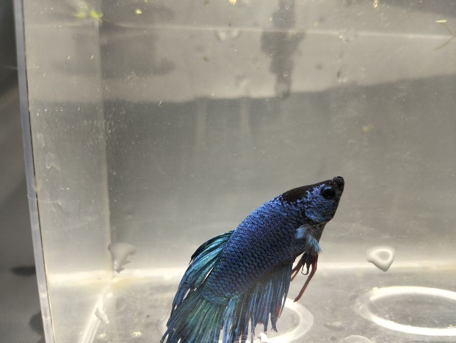 Bettas machos  variadas cores