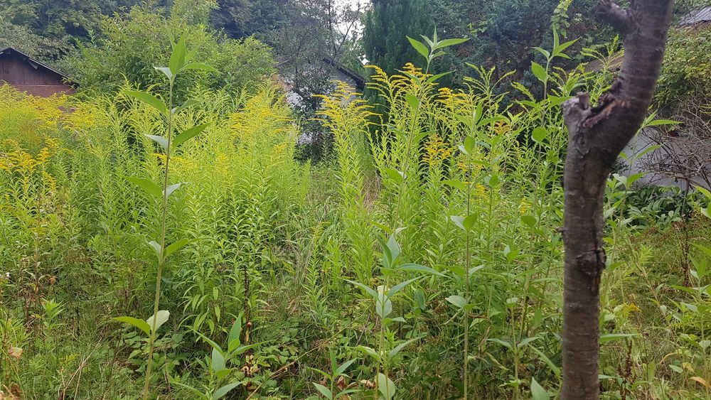 Działka ROD Leśnik 251 m² – Gdańsk Oliwa, ul. Kwietna, cisza, las, świetna lokalizacja - Widok 5