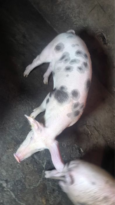 Vendo porcos ja grandinhos cerca de 40kg