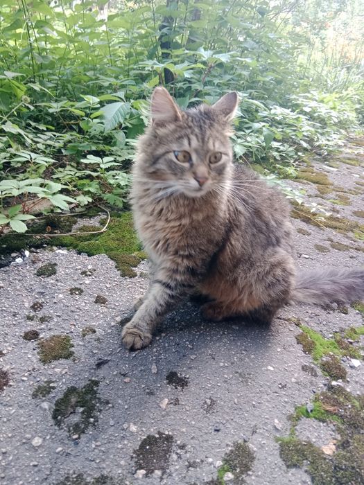 Котик мурлотік, сибірський