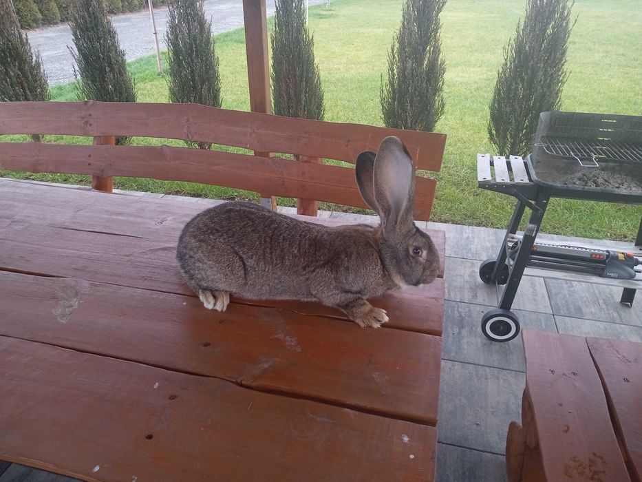 Króliki, samice Olbrzym Belgijski