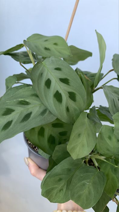 Продам Маранту Керховена