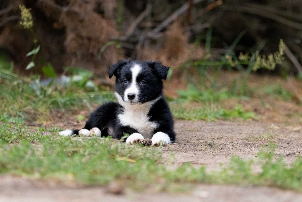 Border Collie czarna