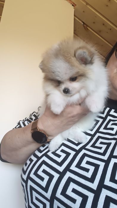 Sunia Szpic Miniaturowy- Pomeranian- Scarlet, gotowa do odbioru, rodowód wielopokoleniowy ZHPR UCI