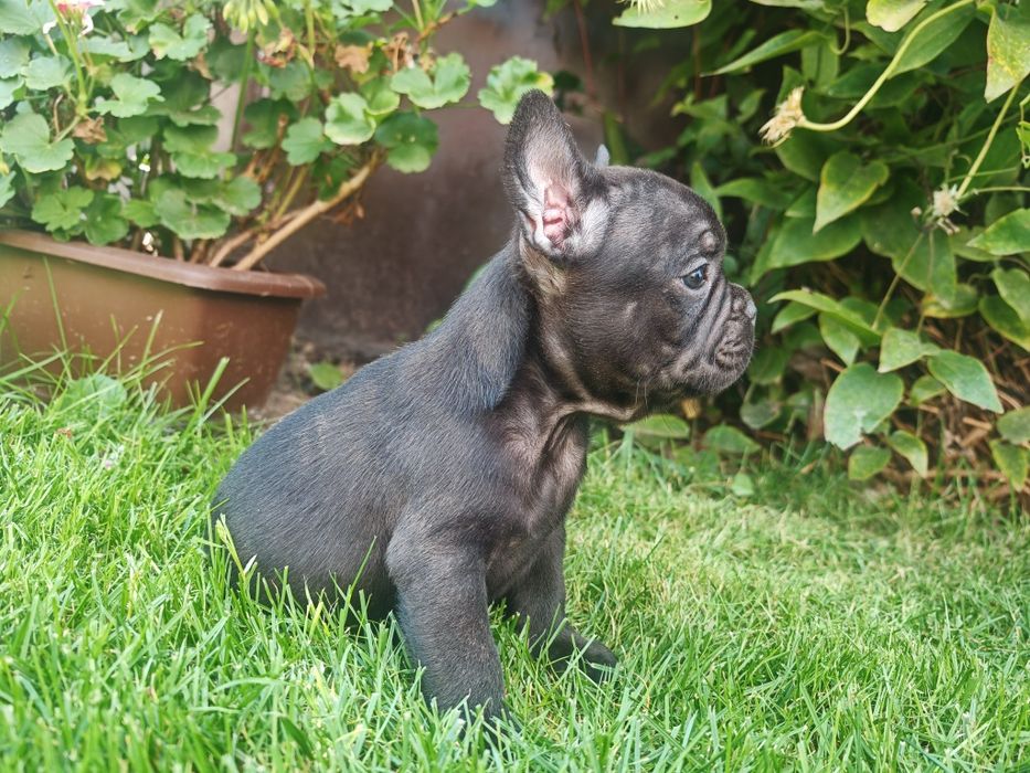 Buldog Francuski