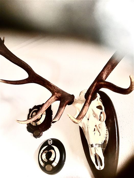 CRÂNEO VEADO IBÉRICO