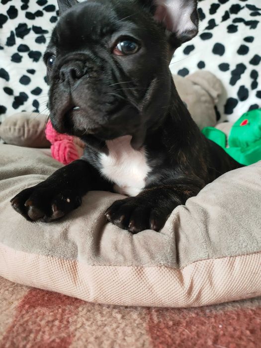 Buldog francuski zkwp/fci  słodki szczeniaczek w rudo-czerwone pręgi.