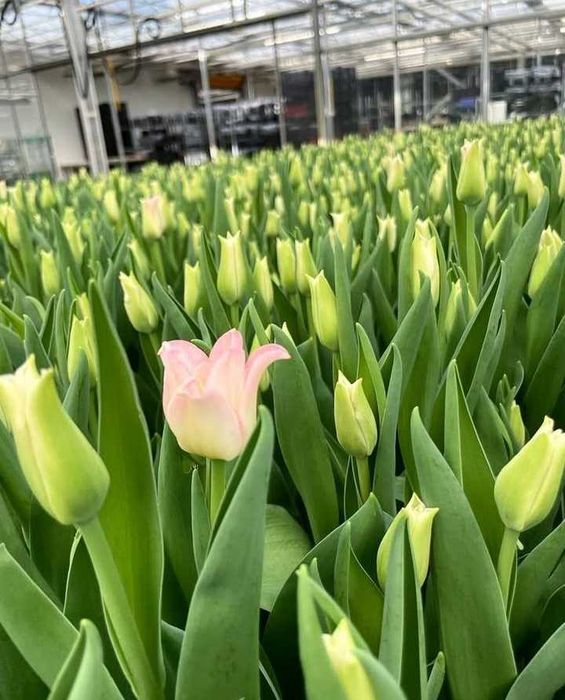 Цибулини тюльпанів на опт