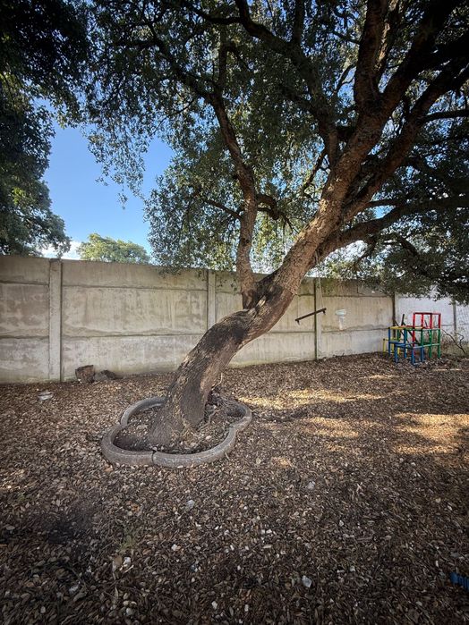 Cortiça diretamente do Sobreiro